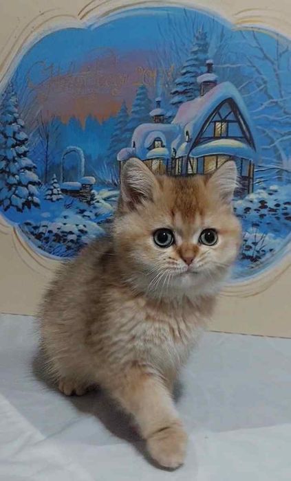 Britanskiy zalatisti chinchilla o'g'il bola 3 oylik Ny11