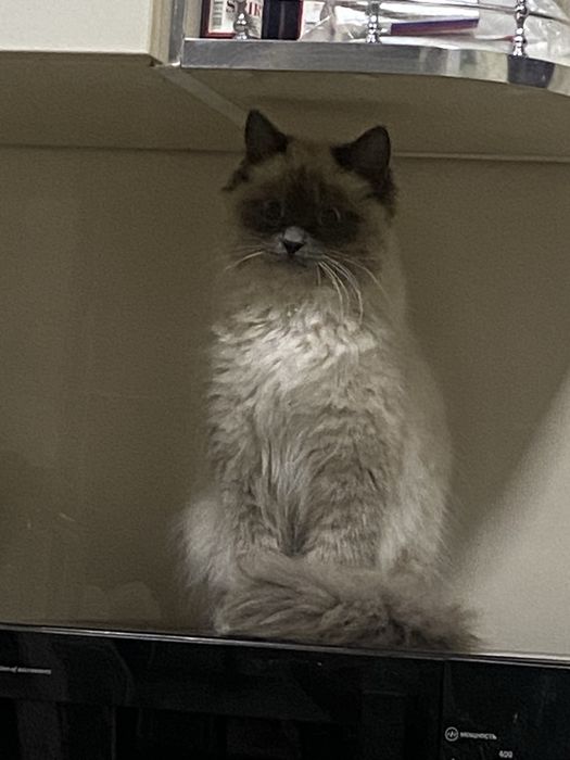 продается рэгдол чистокровный мальчик