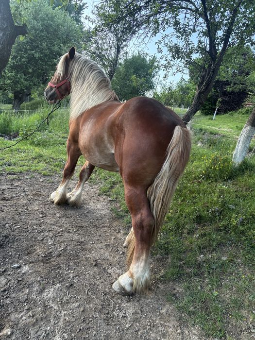 De vanzare de 2 ani