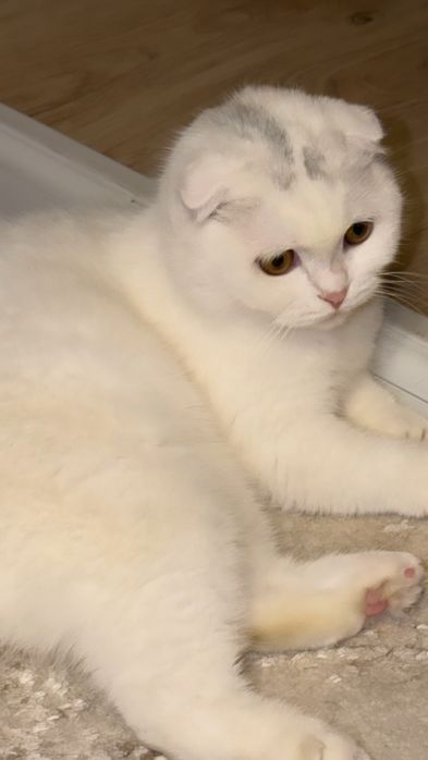 Продаётся шотландская вислоухая