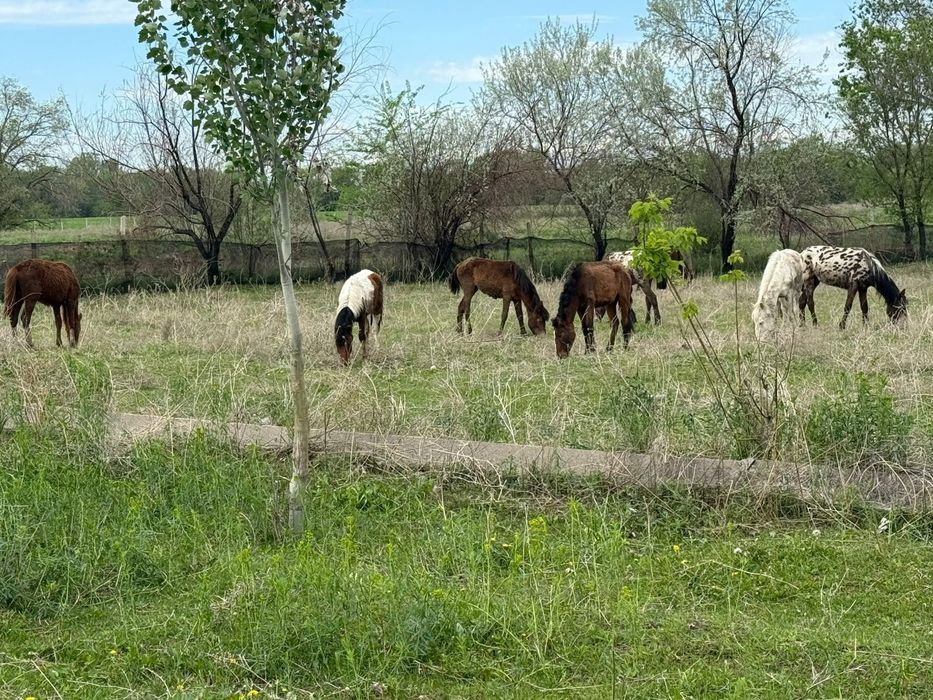 Ургашы тайлар сатылады 12 бас