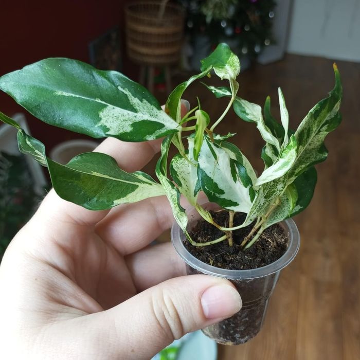 Продам комнатные цветы