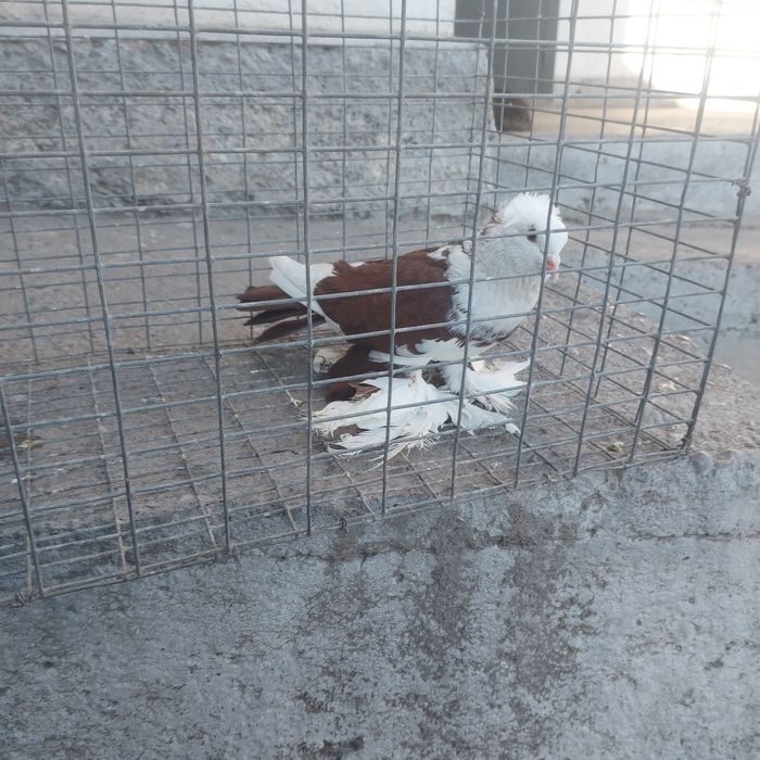 Боки самец лохманоги