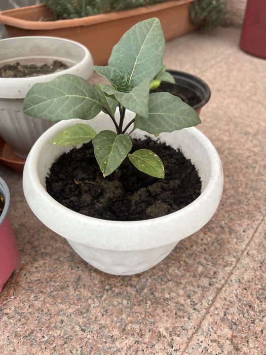 Датура  Дурман Метел Балерина Пёрпл