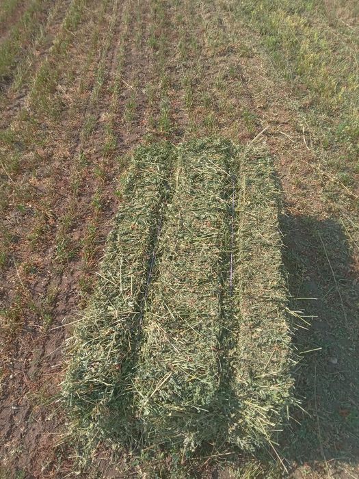 Baloti coasa a 3a și a 4a