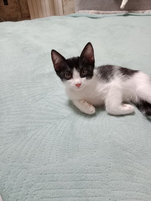 Котята девочка и мальчик