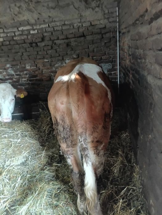 Vând jurinca de 10 luni