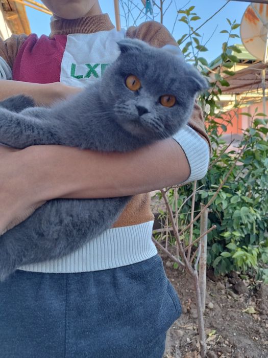 Шотланский скоттиш фолд ва страйт мушуклар сотилади, буйдок хаммаси