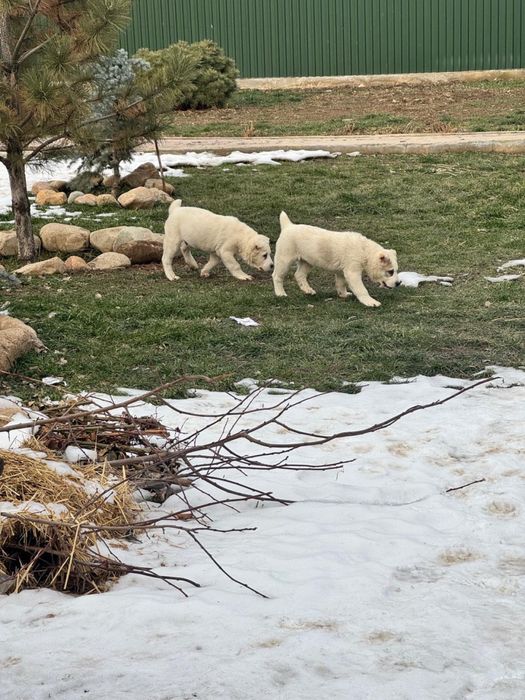 Продажа щенки Алабай(САО)