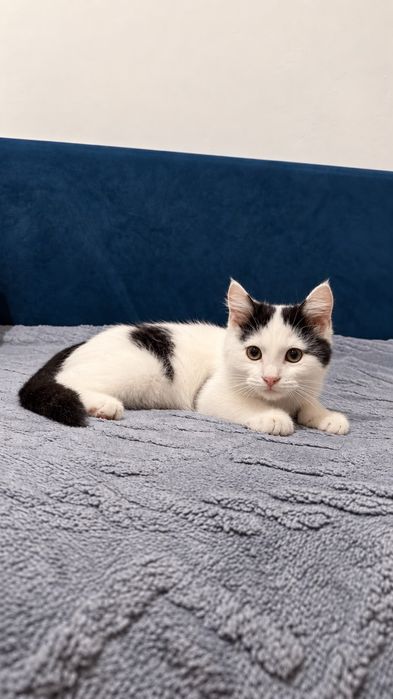 Отдам котёнка в хорошую  семью