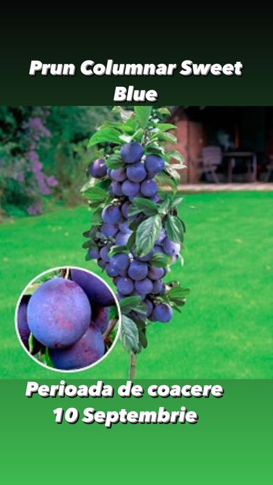 Pomi fructiferi columnari si pitici anul 3 de vegetatie