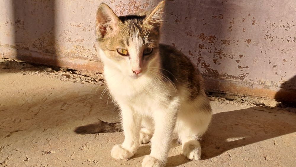Отдам котёнка в добрые руки!