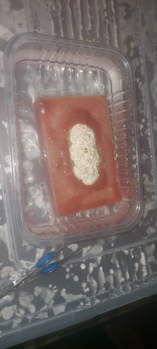 Аулофорус корм дома