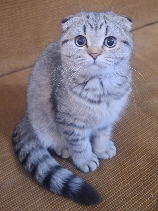 Женско Коте Таби