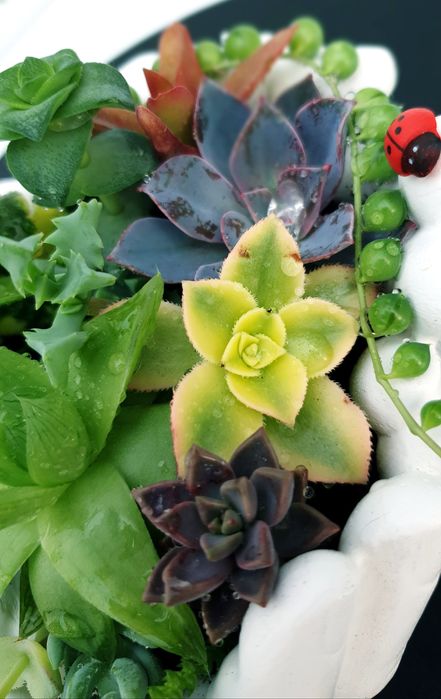 150.000 сум Композиция из суккуленты