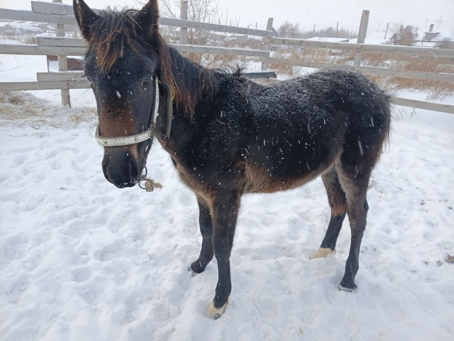 Продам жеребчика