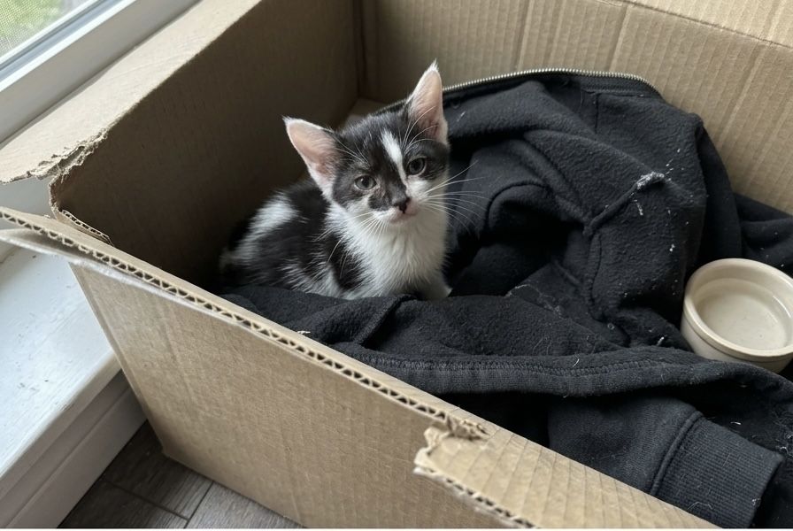 Отдам котенка в добрые руки