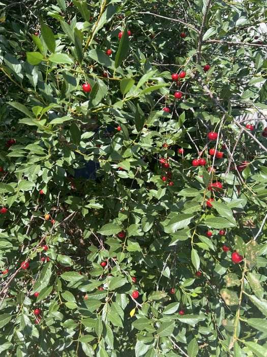 Вишня 4 года плодоносит