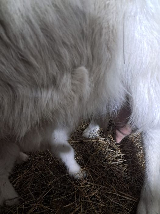 Лактар сатылады.