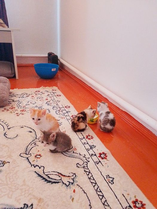 Котята в хорошие руки