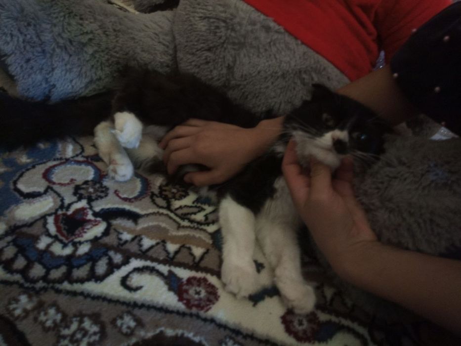 Skotish fold juda yaxshi