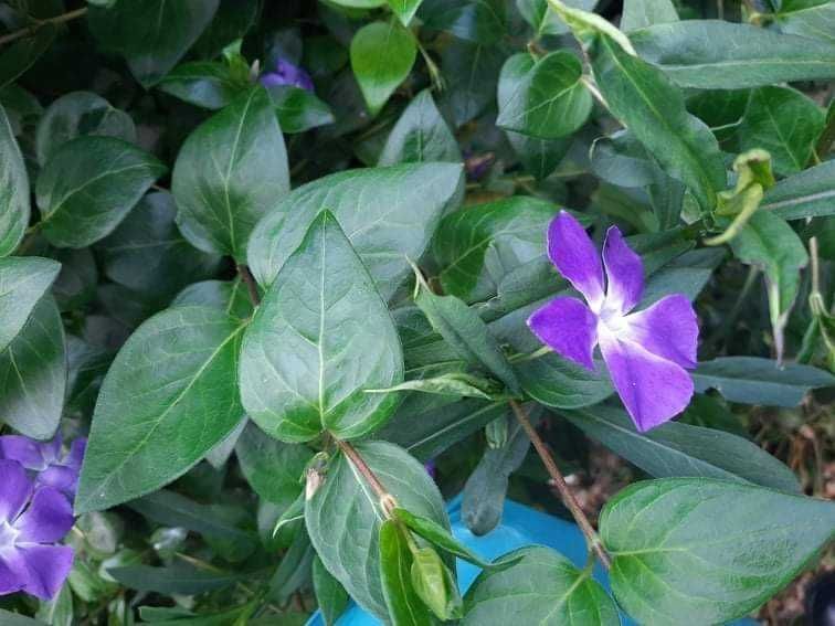 Български многогодишни цветя, 1лв брой