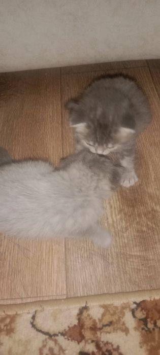 Котята вислоухие, девочки