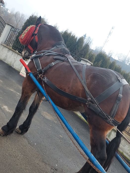 Vând cal de 4 pe 5 ani 1.75 la greabăn