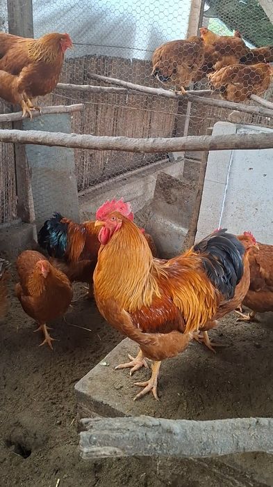 Puii de rasă. Rhode Island, Wandotte auriu albastru.