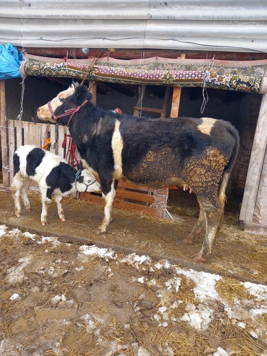 Сауынды сиыр сатылады