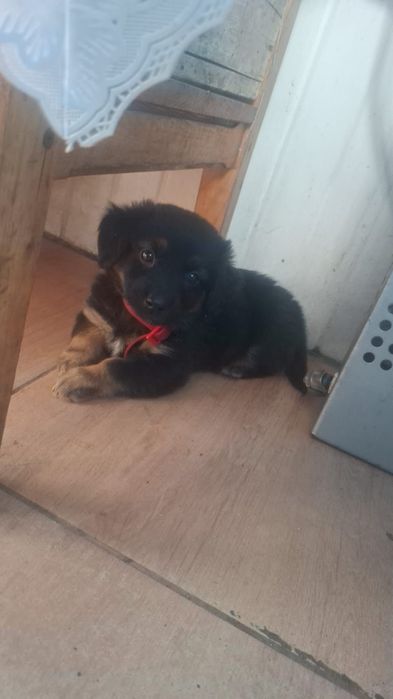 Donez cățelușă ciobănesc