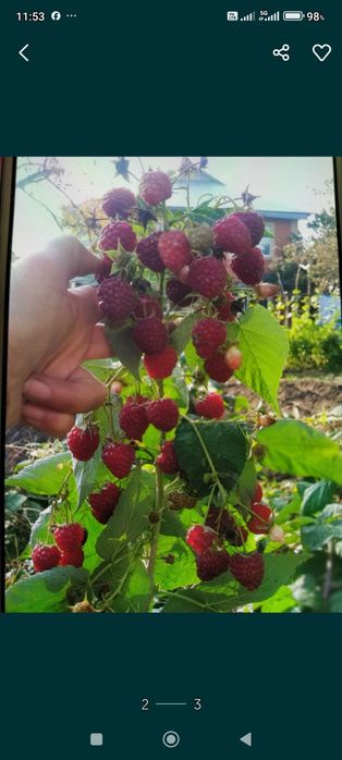 Саженцы малины Карамелька