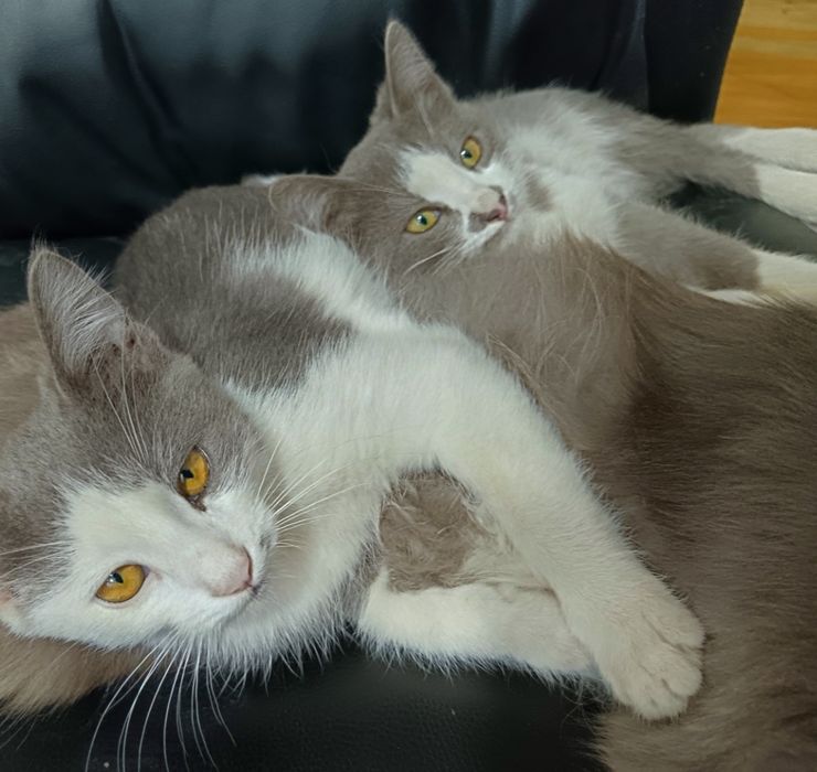 Котята бесплатно