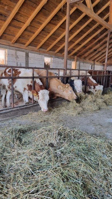 Vând 10 junici baltata Românească