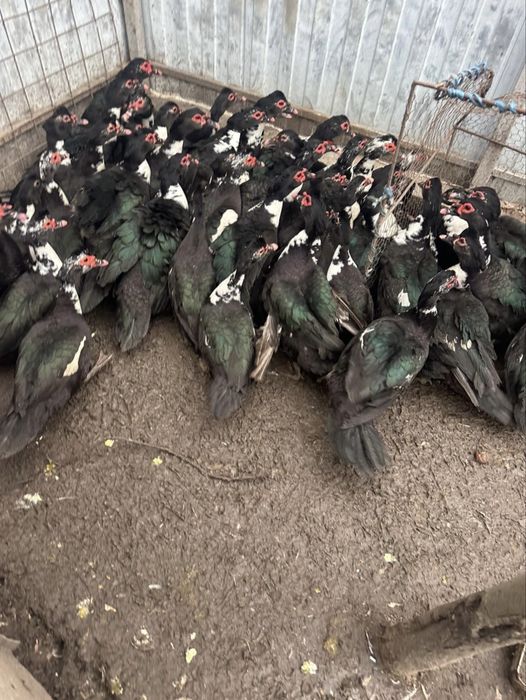 Rate si Ratoi lesesti