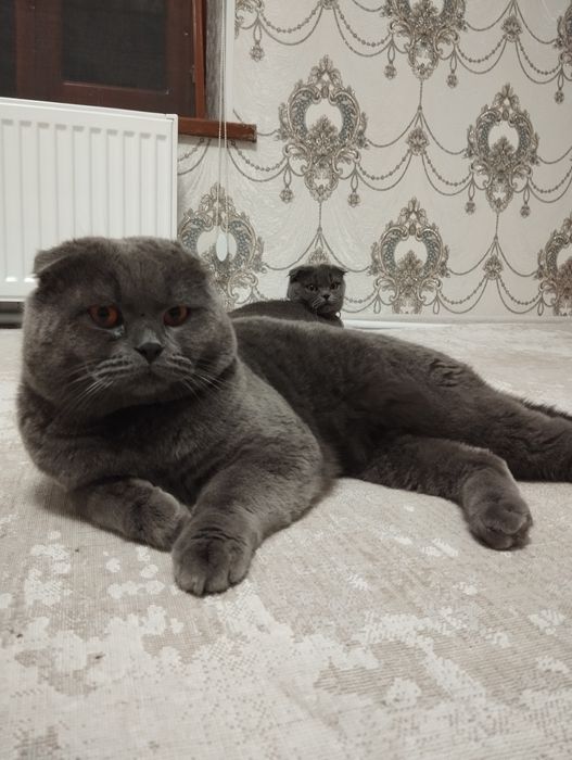 Scottish fold mushukchalar