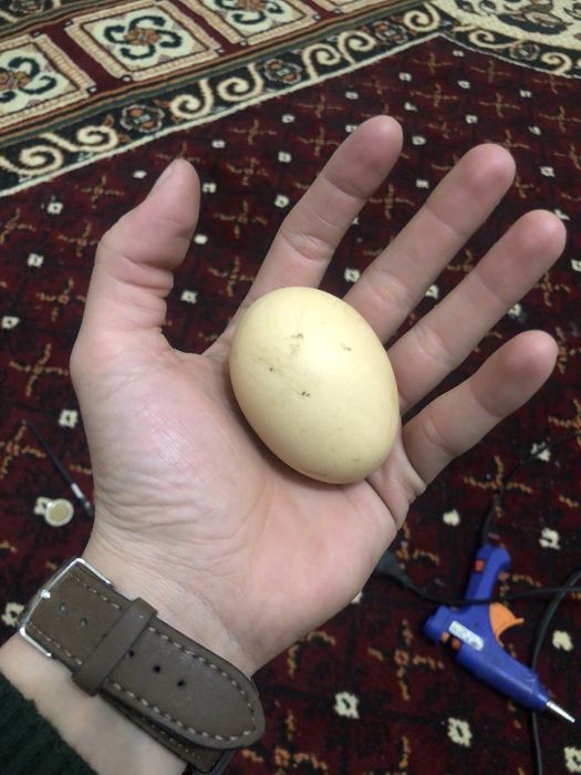 Tuxum qora shahzoda inkubatsyoni