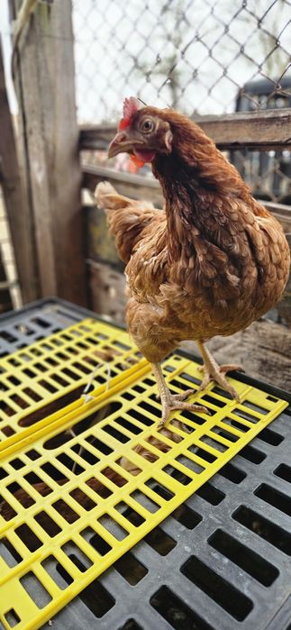 Продавам кокошки носачки ломан Браун за яйца