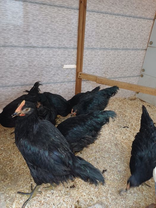 Кора шахзода жужалари.