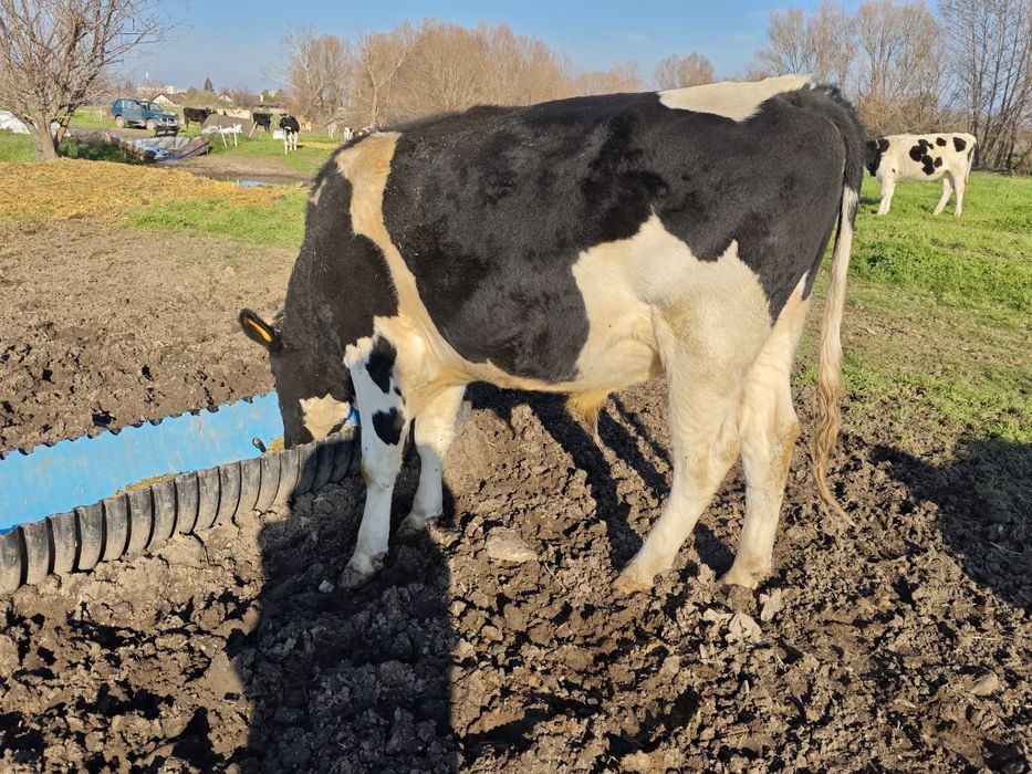 Свободни телета 400-500кг.