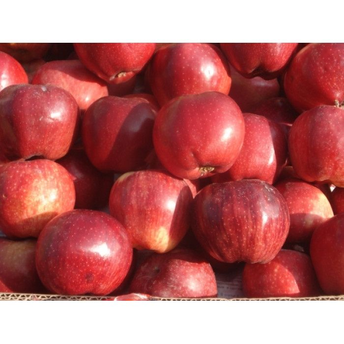 olma gala penklidi kerimson kochatlar