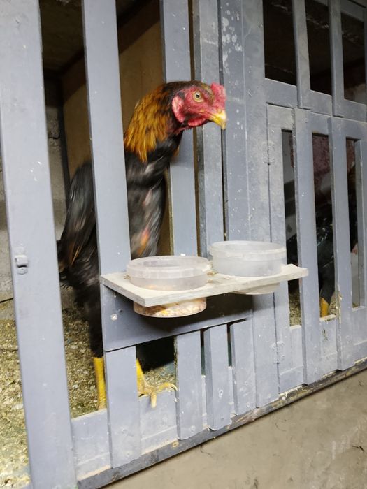 Продам бойцового петуха