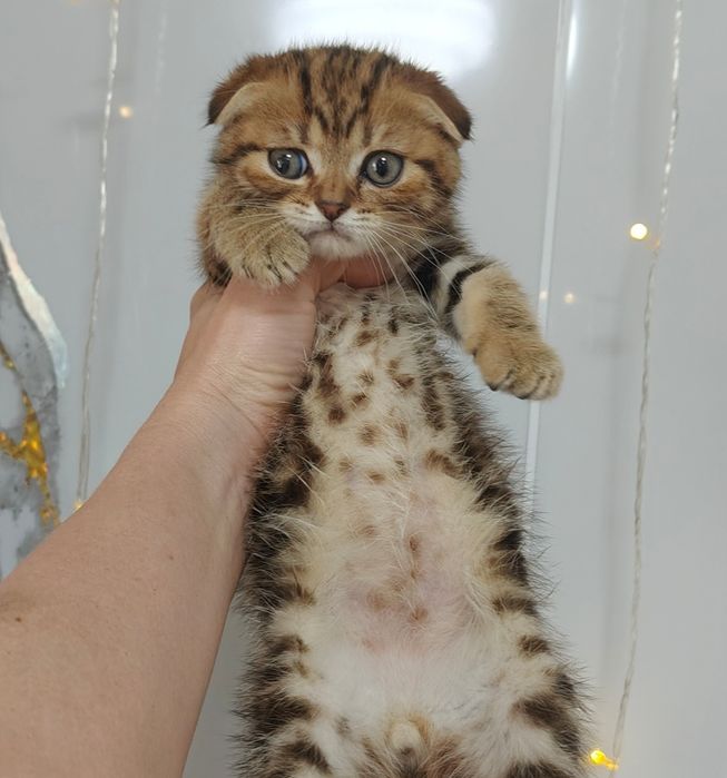 Котик Словно Маленький лесой Эльф