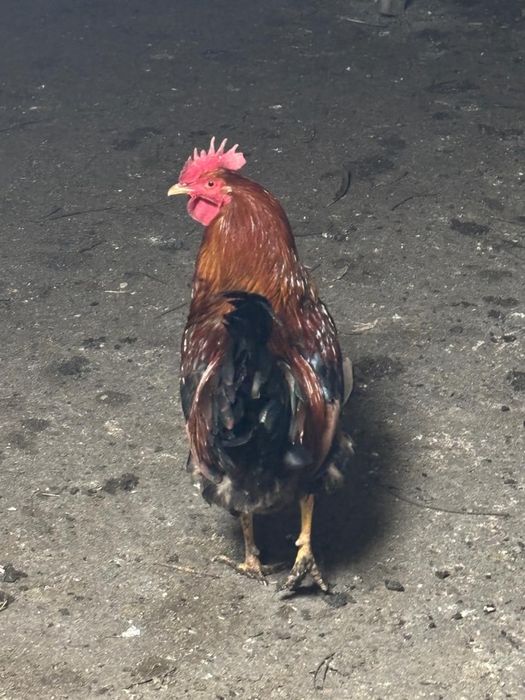 Продам петухов домашних