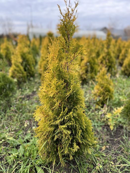 Tuia Gold Smarald 80 cm , 100 cm