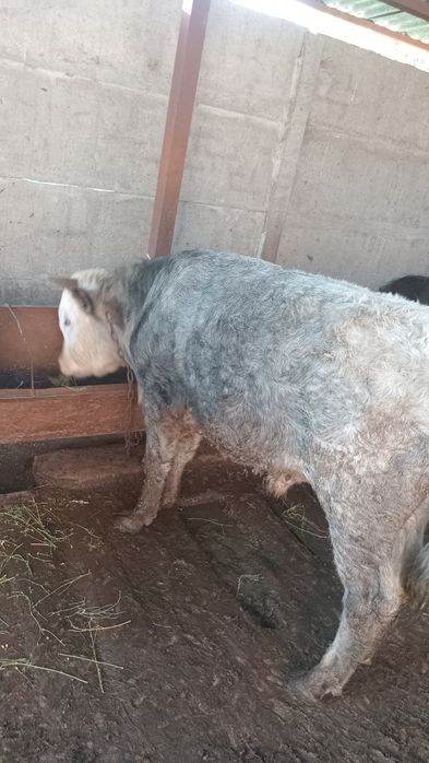 Продам быков телятина