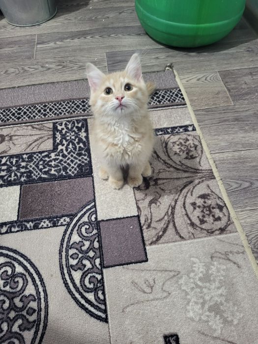 Кішкентай  мысық тегін