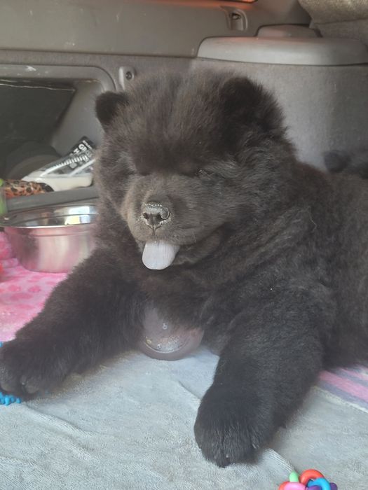 Милые мишки ЧАУ-ЧАУ