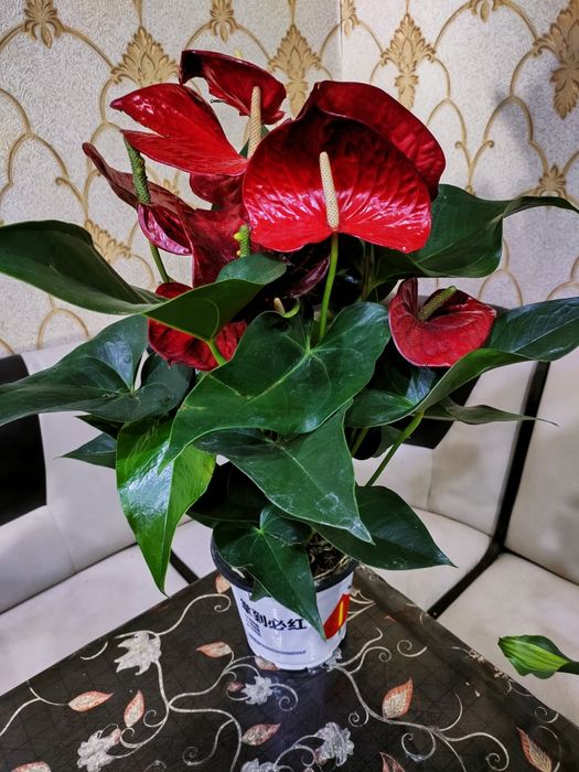 Домашние растения. Есть доставка