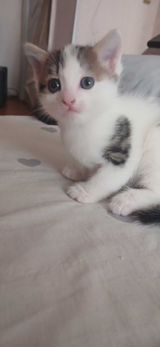 Отдам котенка в хорошие руки